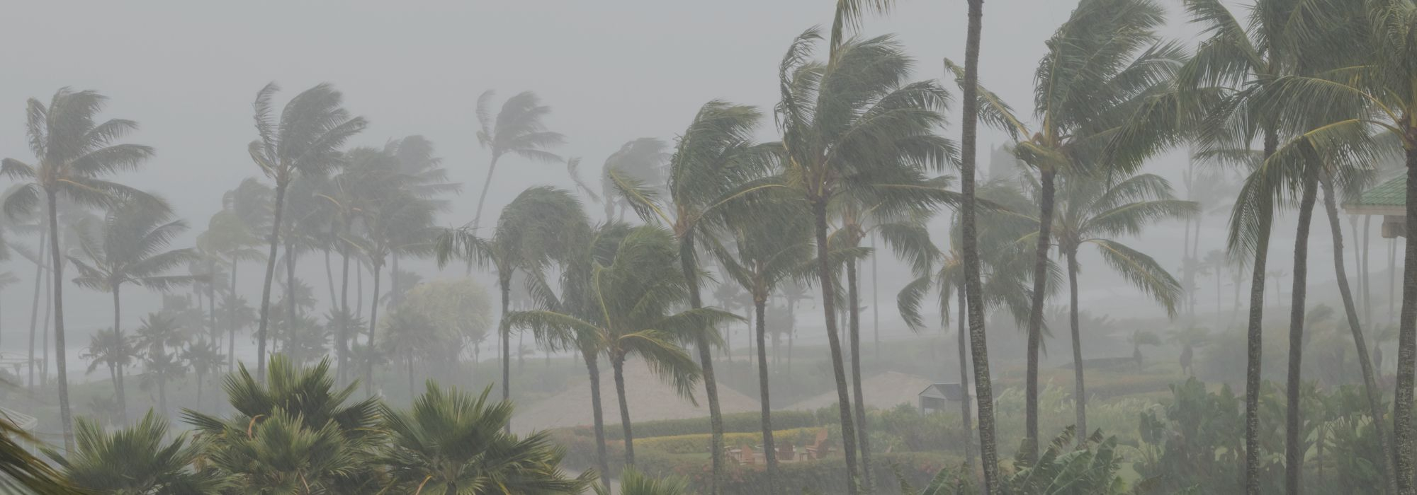 Palm trees being pushed by wind and rain.